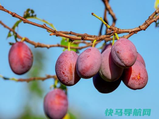 吃西梅拉肚子怎么办？吃西梅为什么拉肚子